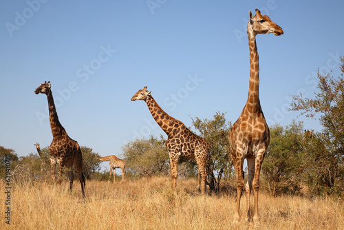 Canvas Print Giraffe / Giraffe / Giraffa camelopardalis
