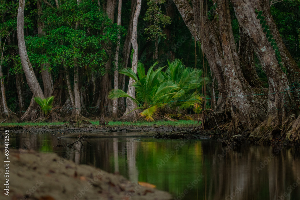 Fototapeta premium Jungle setting, view of trees rising up from the murky water in dense thick costarican forest.