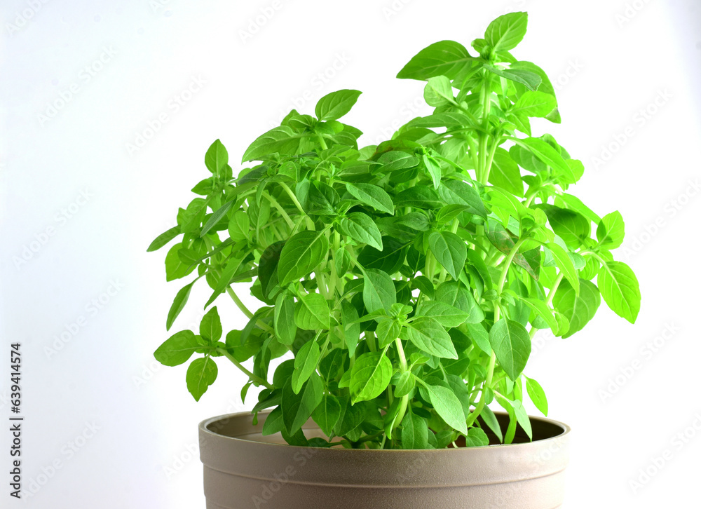fresh basil in a pot fresh basil in a pot