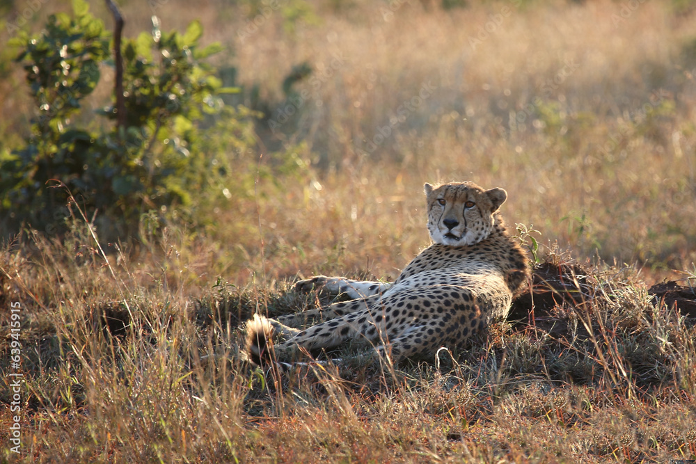 Naklejka premium Gepard / Cheetah / Acinonyx jubatus