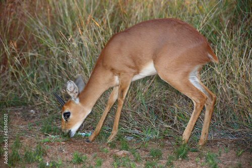 Afrikanischer Steinbock / Steenbok / Raphicerus campestris photo