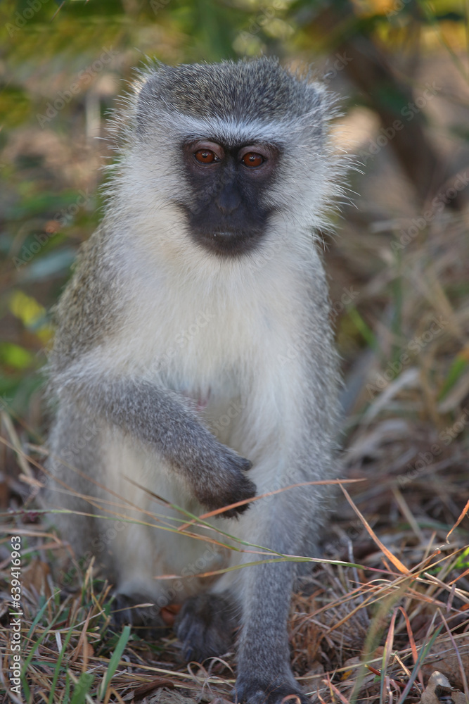 Grüne Meerkatze / Vervet monkey / Cercopithecus aethiops . Grüne Meerkatze / Vervet monkey / Cercopithecus aethiops .