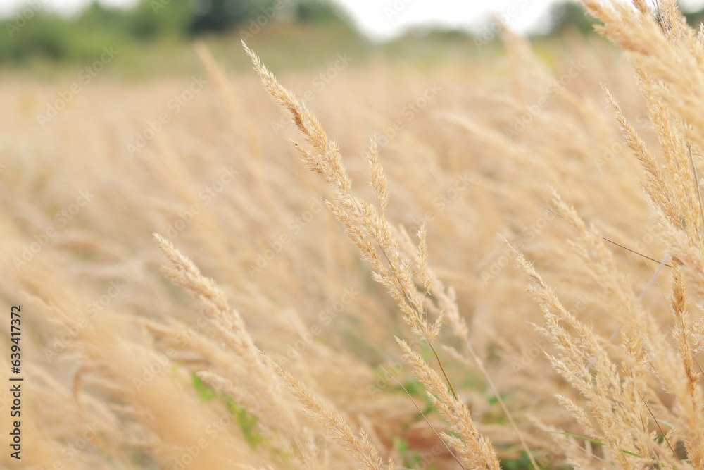 Fototapeta premium Feather Reed Grass sways slowly in the wind. Natural background, close-up. Wind sways wild grass, landscape. Selective focus