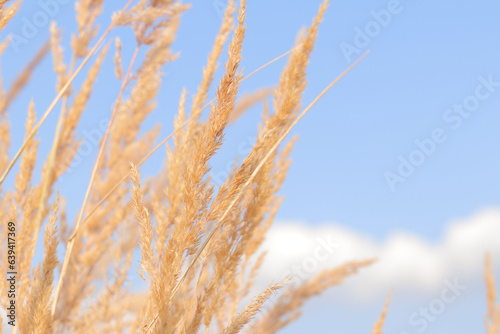 Feather Reed Grass sways slowly in the wind against a blue sky. Natural background, close-up. Wind sways wild grass, landscape. Selective focus