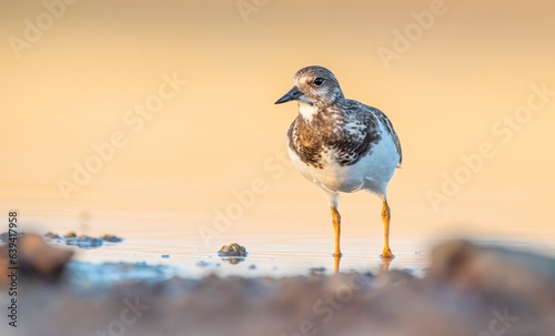 Ruddy Turnstone (Arenaria interpres) Aysa, Australia, spreads in Europe, America and Africa, but is rare. It is seen in Diyarbakir Tigris Valley during migration periods.