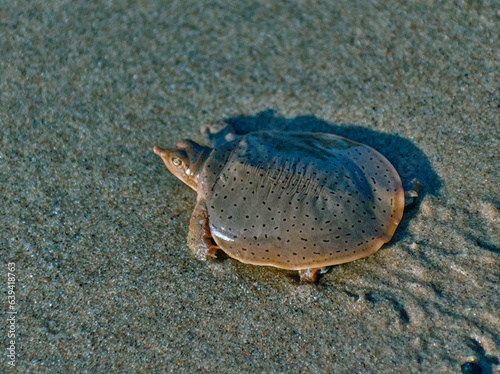 Smooth Softshell turtle on sand