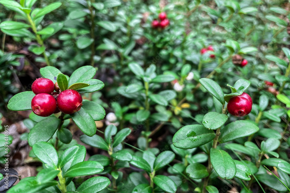 Lingonberry growing in the forest closeup. Ripe red lingonberry berry in the wild after rain, soft focus. Beautiful Nature Web banner or Wallpaper With Copy Space for design Lingonberry growing in the forest closeup. Ripe red lingonberry berry in the wild after rain, soft focus. Beautiful Nature Web banner or Wallpaper With Copy Space for design