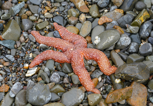 a red starfish on rocky beach