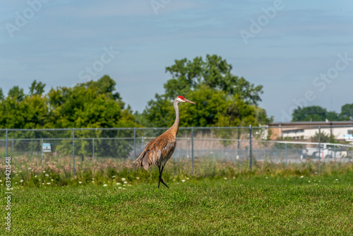 Sandhill Crane In The Local Park In Summer In Wisconsin