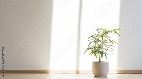 a potted bamboo in an empty room with sunlight, shadow on white wall. Home, Tradition, Lucky plants, Zen.
