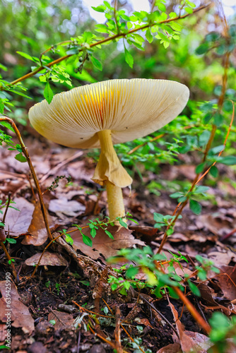 Beautiful wild mushroom in the forest between leafs