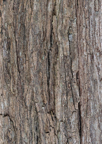 Corteza de árbol con textura. Fondo de pantalla.