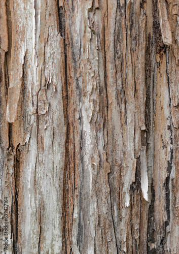 Corteza de árbol con textura. Foto cálida. Fondo de pantalla.