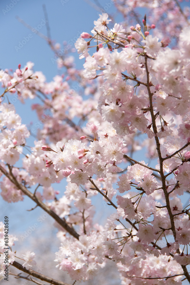 almost full bloom cherry blossom in spring in Japan almost full bloom cherry blossom in spring in Japan