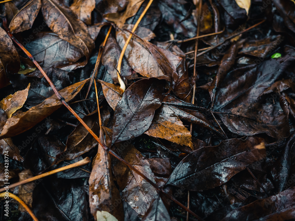 close up of fallen leaves on ground close up of fallen leaves on ground