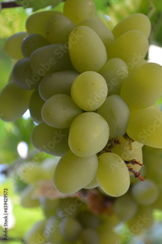 Ripe bunch of white grapes