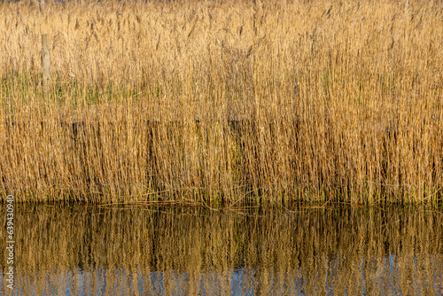 background of reed at backwater area in sunlight