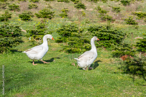 goose walking in wildflower meadow