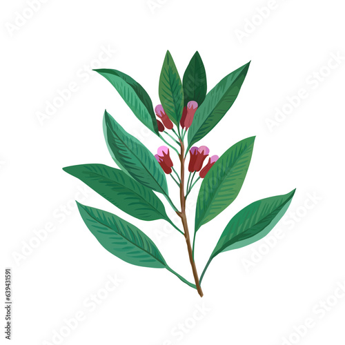 Clove tree branch with buds and flowers. Vector botanical illustration in retro style isolated on white background. © Yuliya