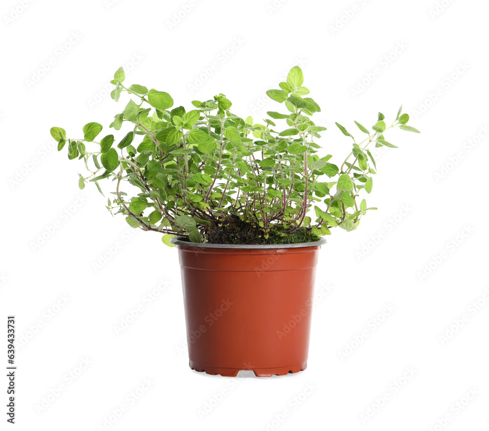 Fototapeta premium Aromatic green potted oregano isolated on white
