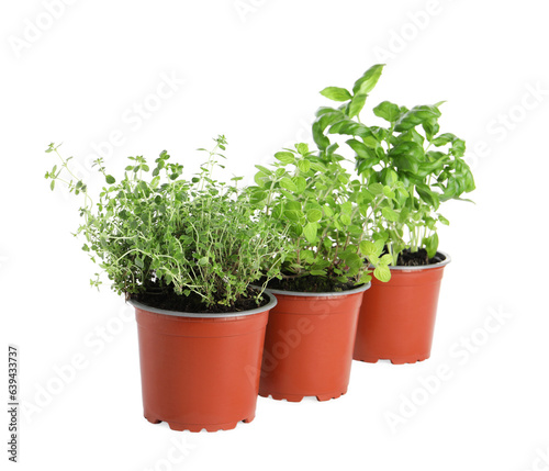 Different aromatic potted herbs on white background