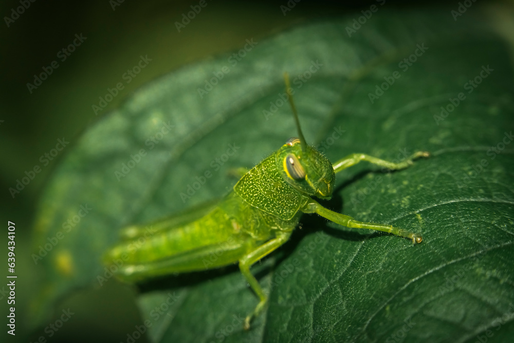 Stunning green grasshoper sunbathing on a leaf in the garden