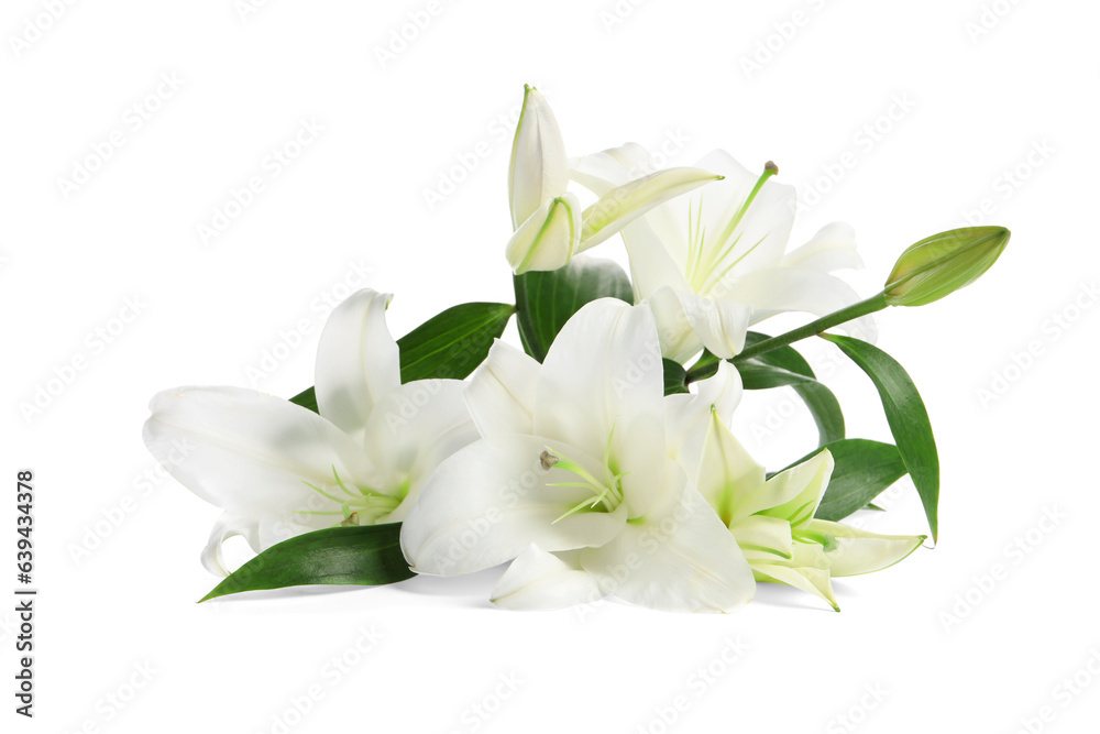 Beautiful fresh lily flowers isolated on white