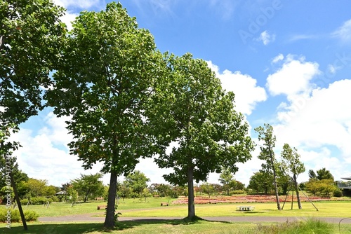 Fotografía American tulip tree ( Liriodendron tulipifera )