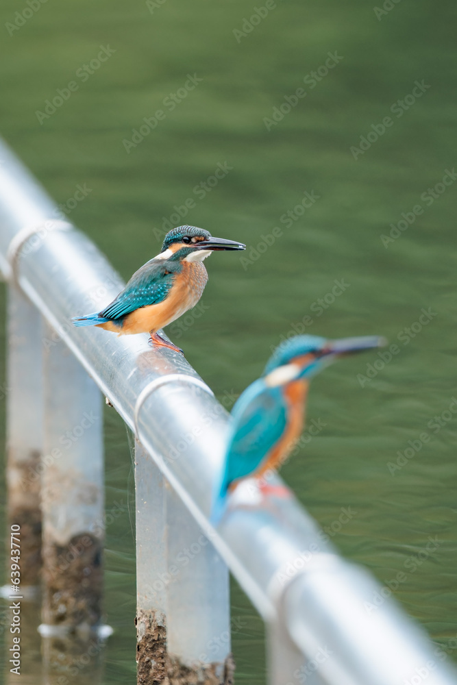 Obraz premium Kingfisher(Alcedo atthis)