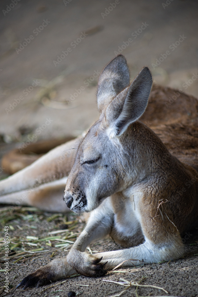 A close-up photo of a kangaroo