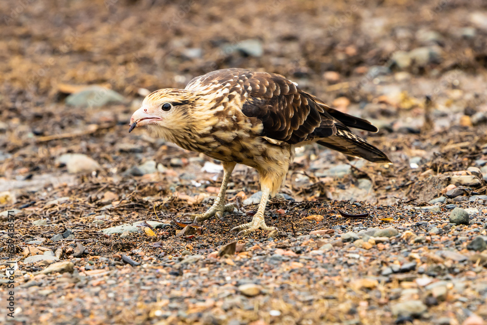 Fototapeta premium Yellow headed Caracara