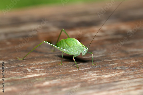 Side view of Japanese katydid larva (Sunny outdoor closeup macro photograph)