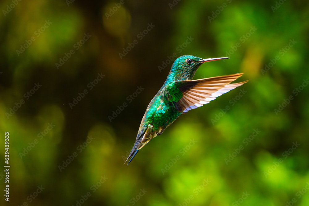 Fototapeta premium Green Hummingbird