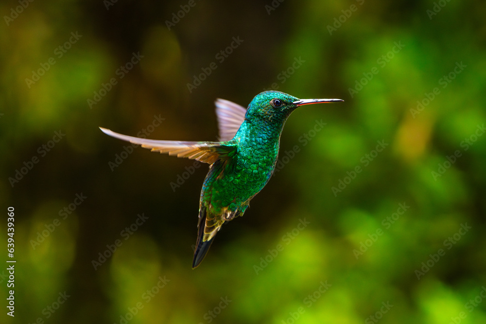 Fototapeta premium Green Hummingbird