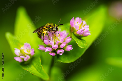 Wasp on a flower