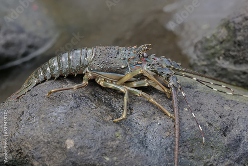 A brown rock lobster looking for food in shallow sea water where there is a lot of algae growing. This marine animal with high economic value has the scientific name Panulirus homarus. © I Wayan Sumatika