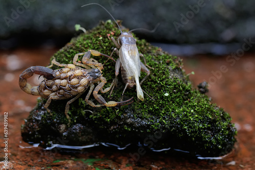 An adult Chinese swimming scorpion is eating a cricket while carrying its babies on its back. This Scorpion has the scientific name Lychas mucronatus. photo