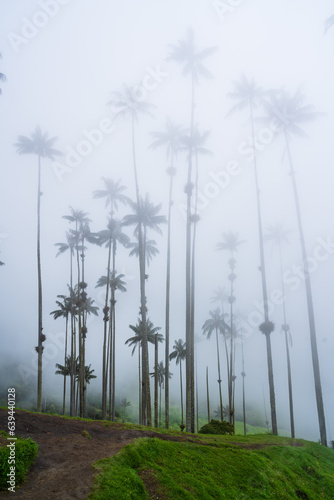 Wax Palm tree, Cocora Valley, Colombia