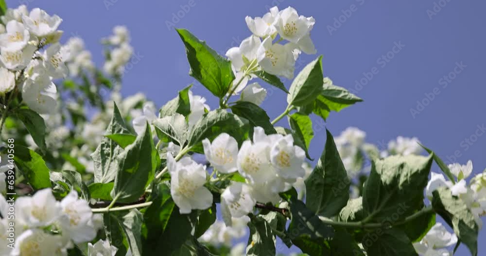 blooming white flowers jasmine bush in the spring season, beautiful fragrant jasmine flowers during flowering