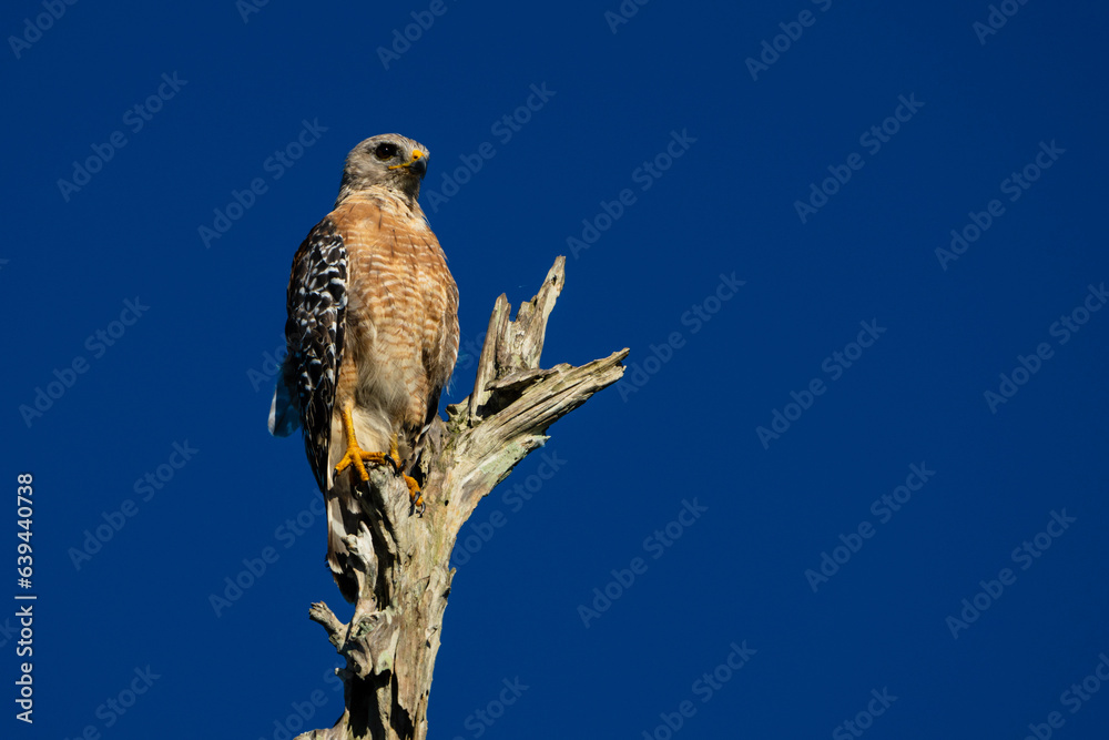 Hawk Hawk