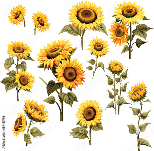 Fototapeta Naklejka Na Ścianę i Meble -  Set of sunflowers