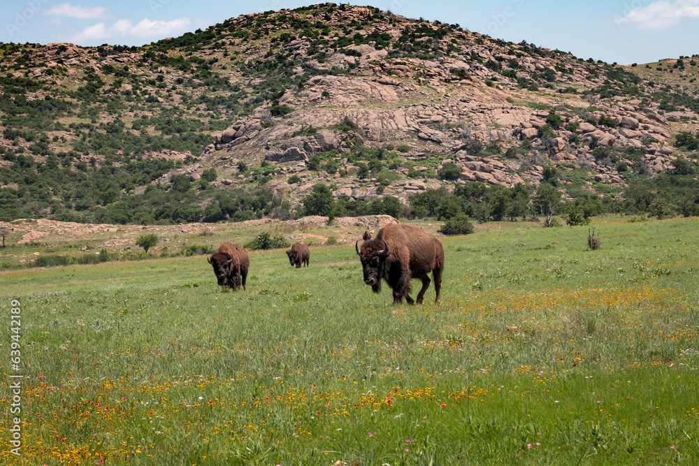 Buffalo Bison grazing in a meadow with the Wichita mountains in the background Buffalo Bison grazing in a meadow with the Wichita mountains in the background