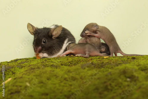 A pair of adult mice were looking for food on a moss-covered rock with their babies. This rodent mammal has the scientific name Mus musculus. © I Wayan Sumatika