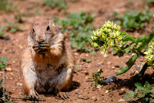 Prairie dog at Wichita mountains state park, Oklahoma