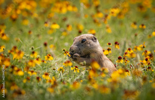 Prairie dog in a field of yellow flowers 