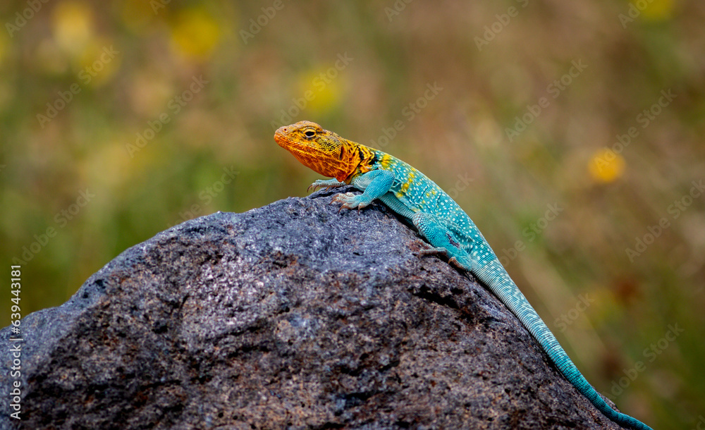 collard lizard on rocky ground also known as a boomer lizard Stock ...