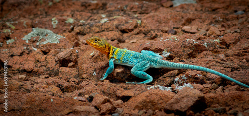 collard lizard on rocky ground also known as a boomer lizard