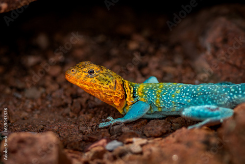 collard lizard on rocky ground also known as a boomer lizard