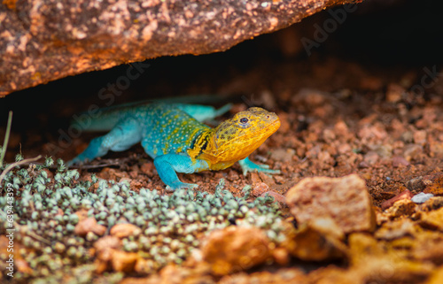 collard lizard on rocky ground also known as a boomer lizard