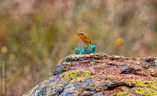 yellow headed lizard on sunning on a rock